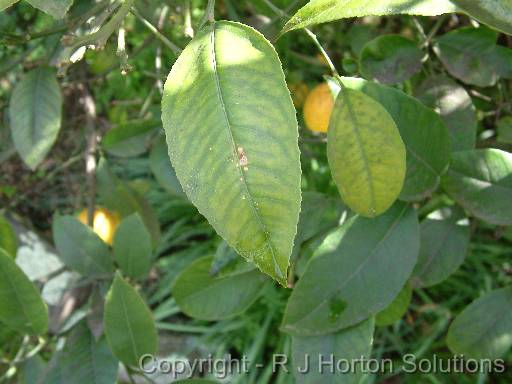 Deficiency nutrient citrus 